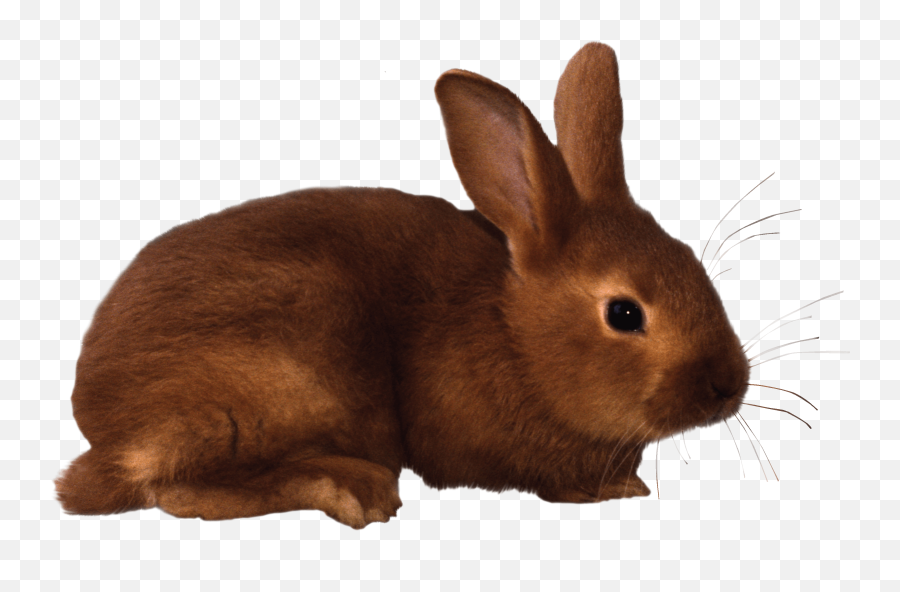 Free Transparent Clipart Rabbit Today - Free Clipart Of Rabbit Png,Rabbit Transparent Background