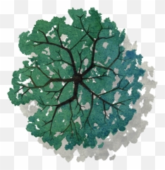 Download Tree Png Top View - Plan