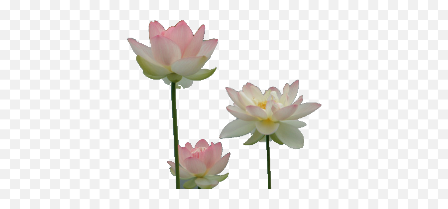 Lotus Flower Transparent Tumblr - Free Png Image,Lotus Png