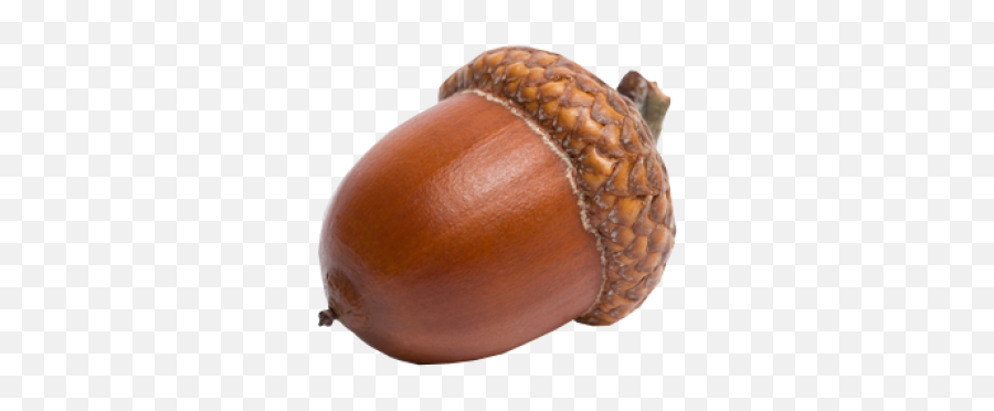 Png Background - Even A Blind Hog Finds An Acorn,Acorn Transparent Background