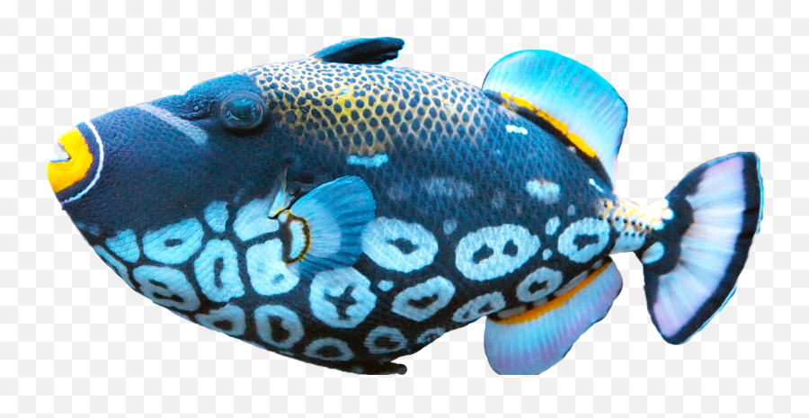 Multi Color Fish Png Transparent Image 23 - Free Transparent Background Colorful Fish Png,Fish Png Transparent