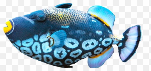 Multi Color Fish Png Transparent Image 23 - Free Transparent Background Colorful Fish Png,Fish Png Transparent