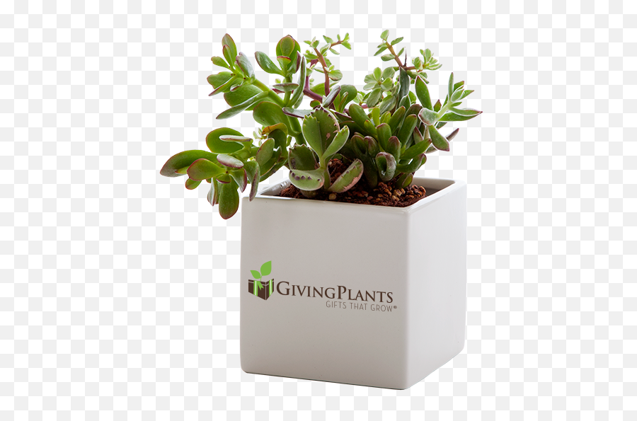 Company Logo Office Plants - Indoor Plant Gifts Plants Gifts Png,Succulent Png