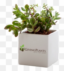 Company Logo Office Plants - Indoor Plant Gifts Plants Gifts Png,Succulent Png
