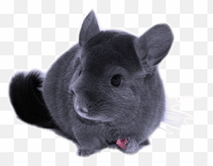 Download Hd Fluffy Chinchilla - Chinchilla Transparent Background Png,Chinchilla Png