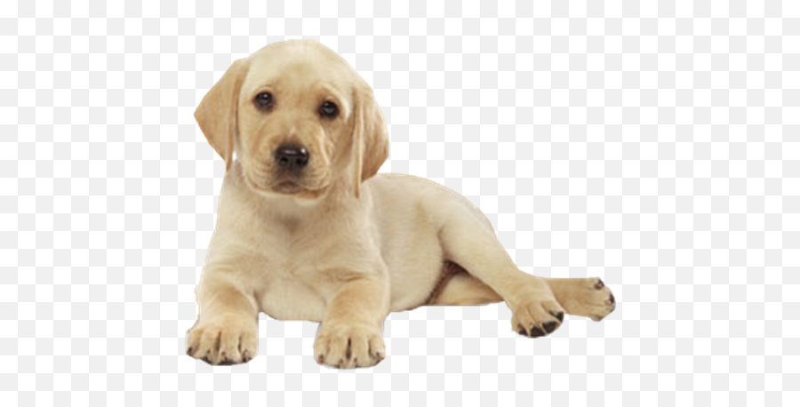 Png - Labrador For Facebook Cover,Cachorro Png