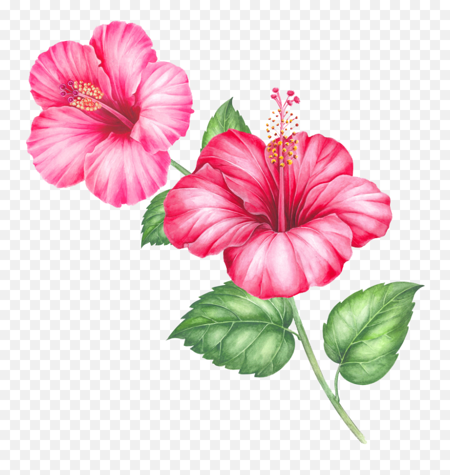 Png Sector Single Flower And Psd Free Download - Hibiscus Transparent,Hawaiian Flower Png