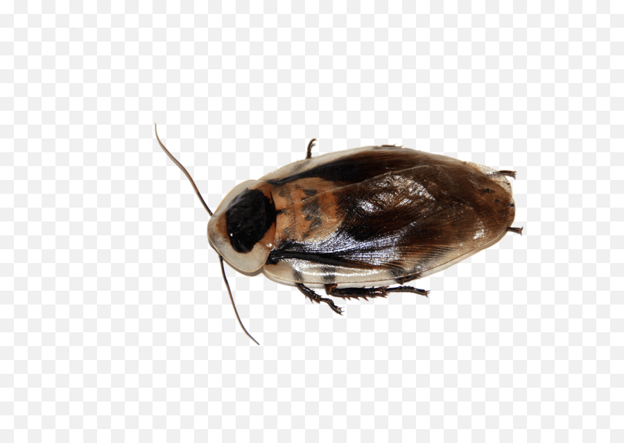 Tips To Eliminate Cockroaches - Cafard Png,Cockroach Transparent