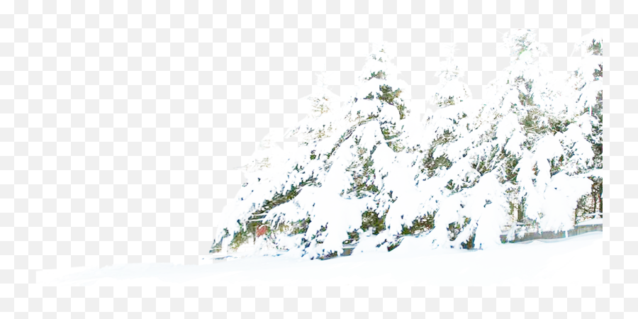 Download Tree Winter Pine Snow Free Png Hd Clipart - Transparent Background Snow Tree Png,Snow Clipart Png