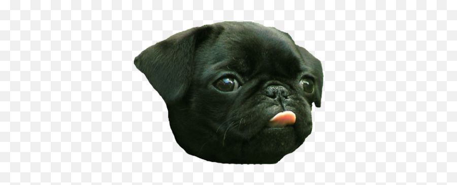 Pug Png - Photo 490 Free Png Download Image Png Archive Cute Dogs With Tongues Out,Pug Png