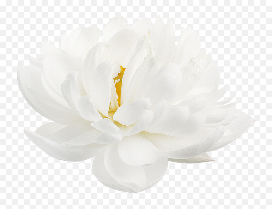 Lotus Flower - Transparent White Lotus Flower Png,Lotus Transparent