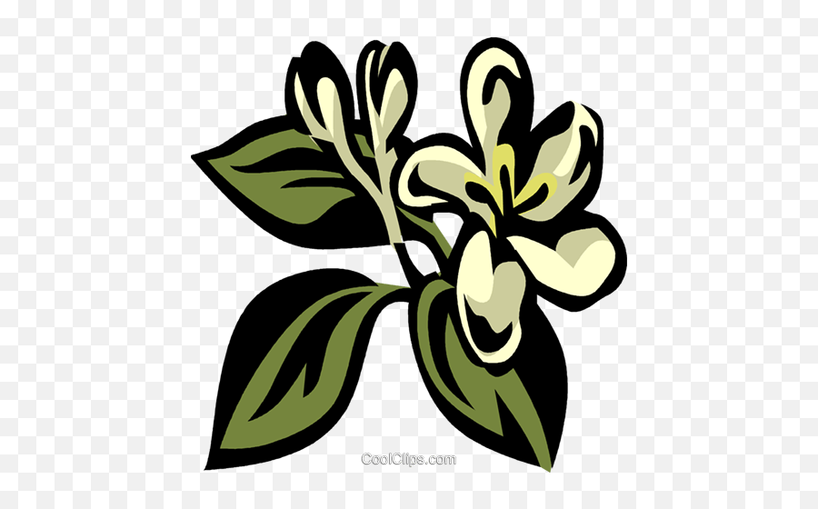 Honeysuckle Royalty Free Vector Clip - Decorative Png,Honeysuckle Png