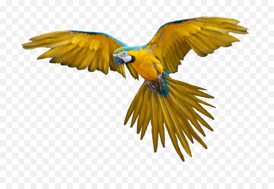 Landing Parrot Transparent Png - Flying Parrot Png,Macaw Png