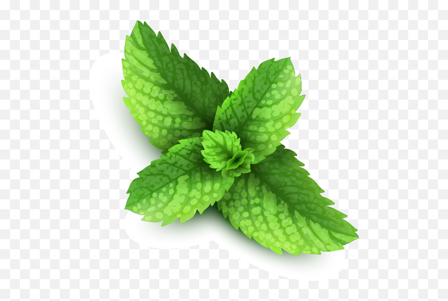 Peppermint Png Images Free Download - Peppermint Png,Mint Leaves Png
