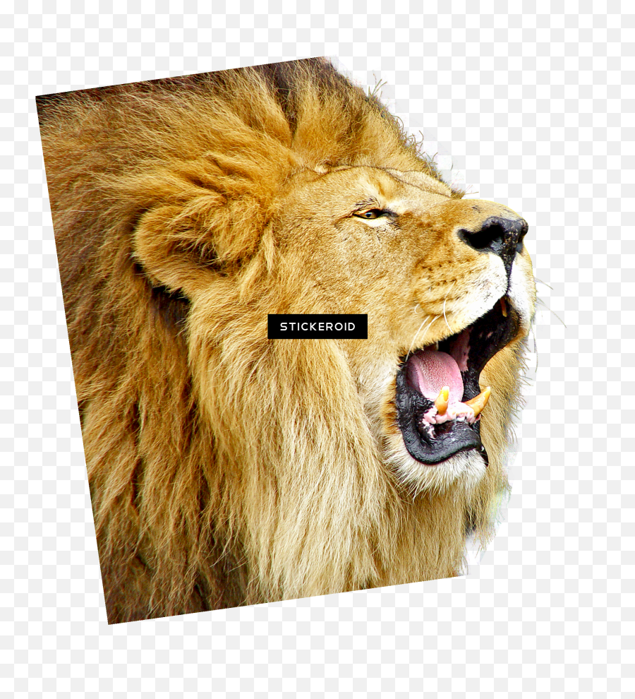 Lion Roar Png Picture - Lion Of Judah With Gif,Lion Roar Png