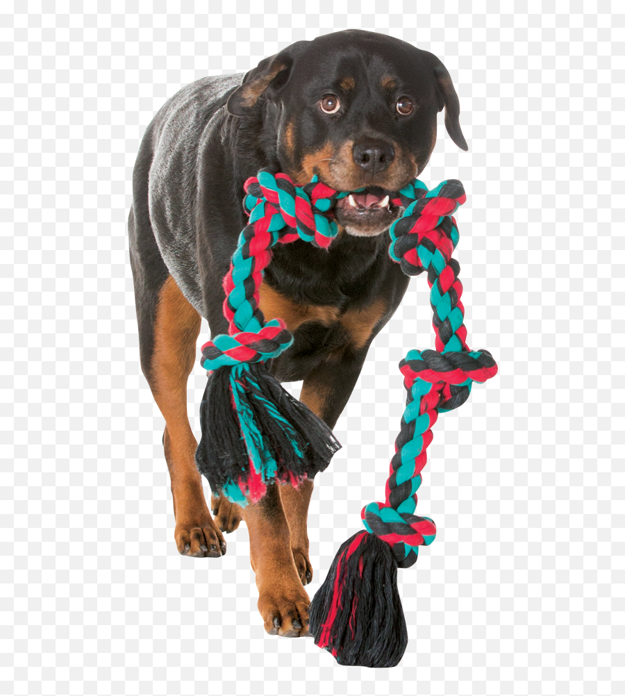 Home - Mammoth Rope Toy Png,Dog Toy Png