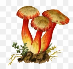 Download Three Mushroom Transparent - Portable Network Graphics Png,Mushroom Transparent
