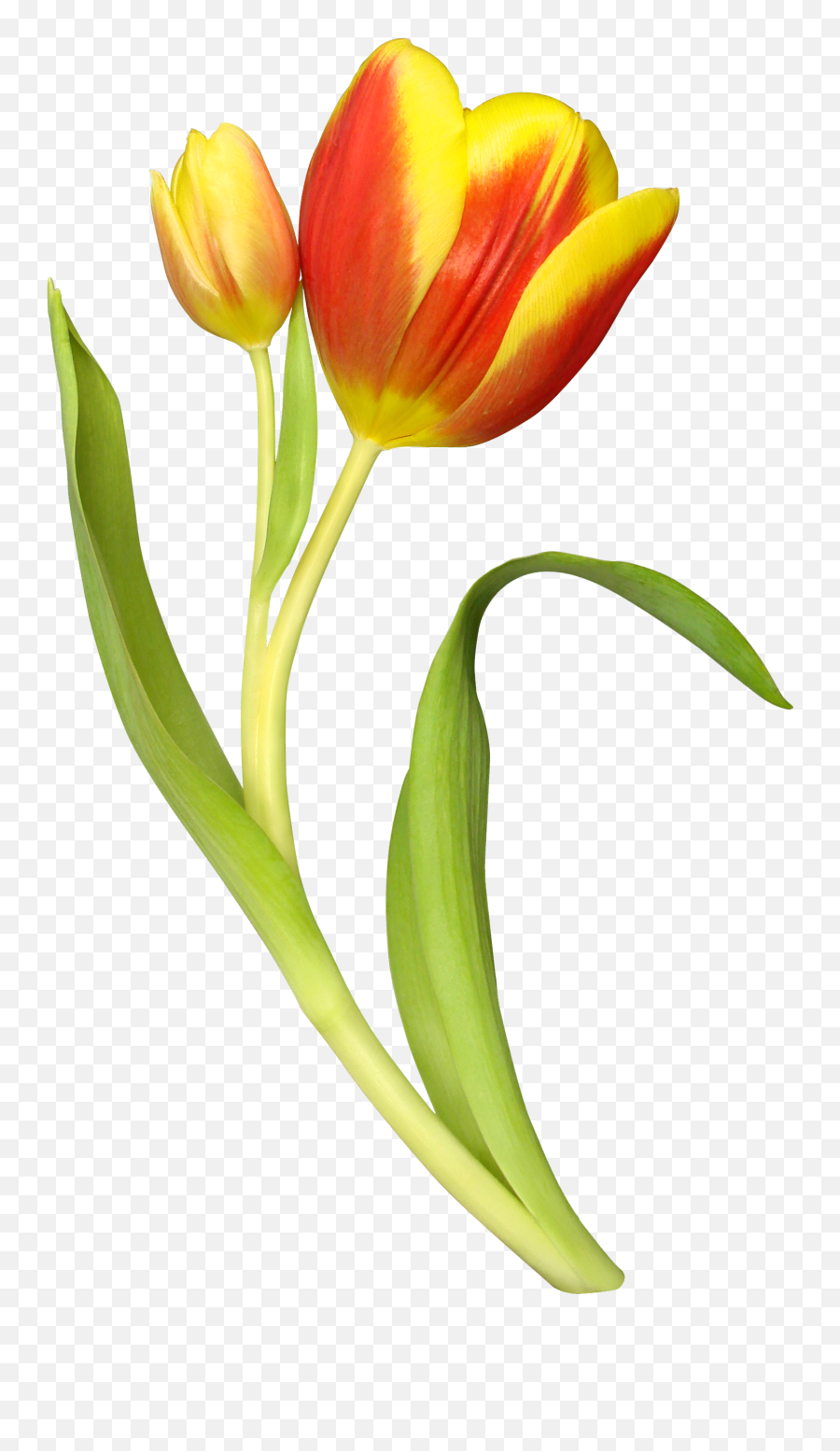 Tulip Transparent Png Image Web Icons Tulips Background