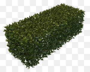 Background Transparent Hedges - Shrubs Png