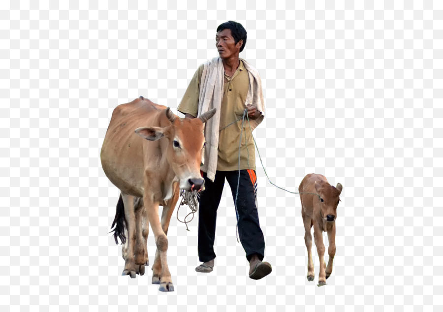 Cow Png 4 All - Farmer With Cow Png,Cattle Png