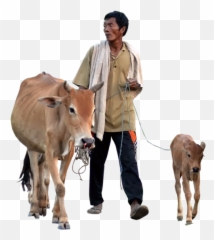 Cow Png 4 All - Farmer With Cow Png,Cattle Png
