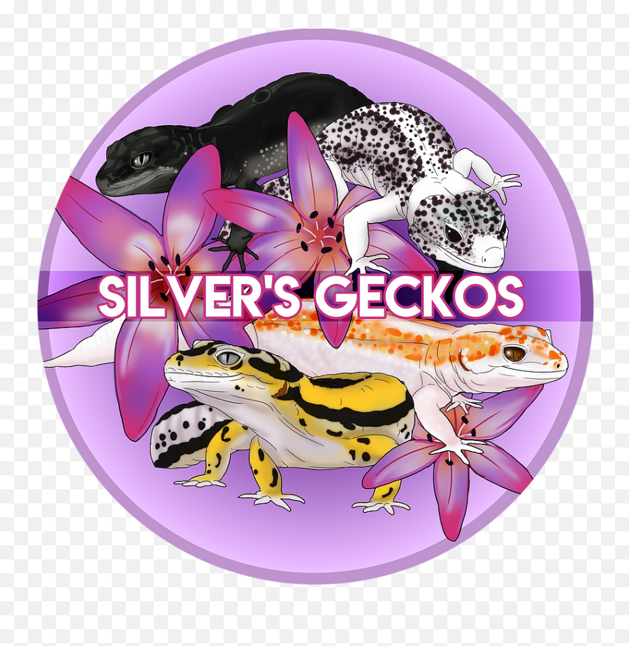 Home Silveru0027s Geckos - Lizard Png,Leopard Gecko Png