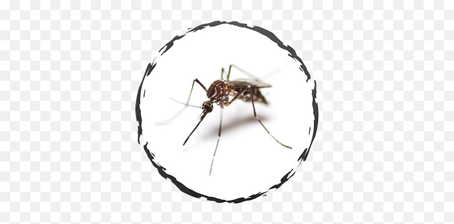 Exodus Exterminating - Spiders Exodus Exterminating Inc Culex Preto Png,Mosquito Icon