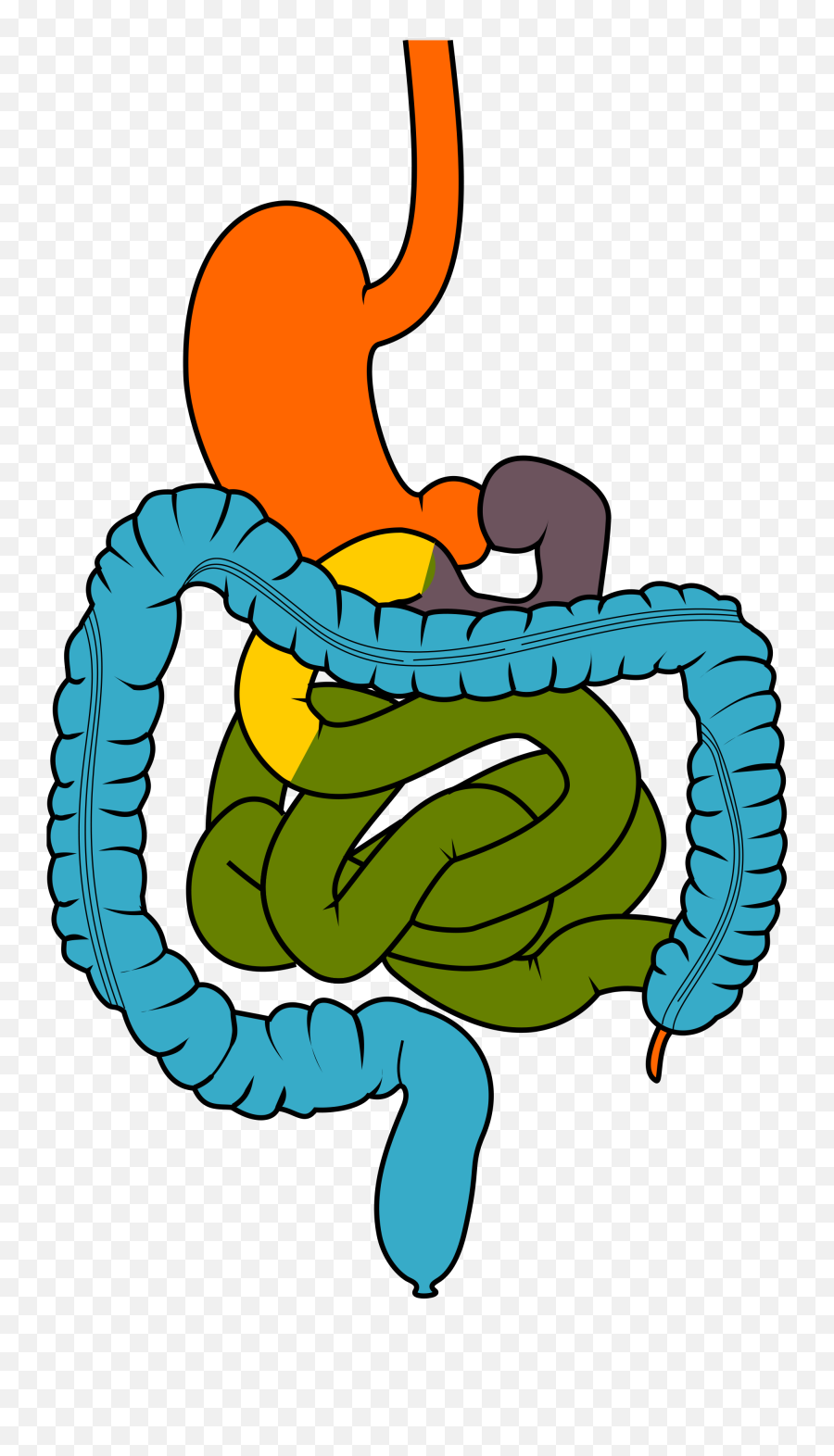 Clipart Of System Colonoscopy And Digestive - Png Digestive System Clip Art,Digestive System Icon