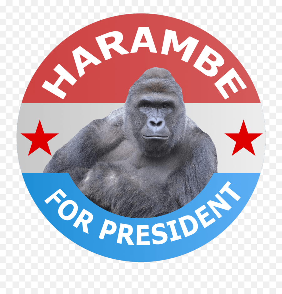 Harambe For President Transparent Png - Harambe Png Transparent,Harambe Transparent