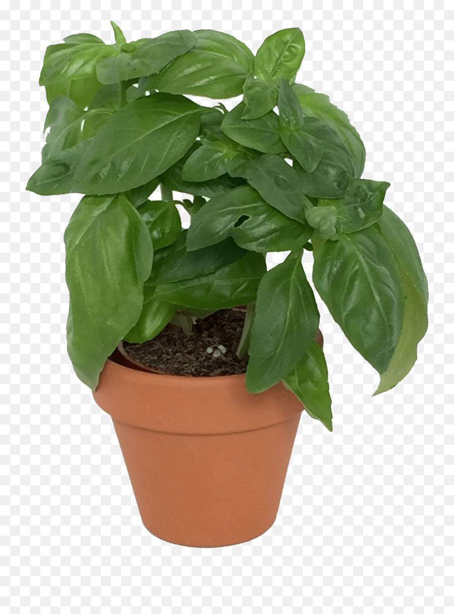 Basil Plant Png Picture - Basil Plant Transparent Background,Herbs Png