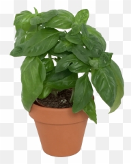Basil Plant Png Picture - Basil Plant Transparent Background,Herbs Png