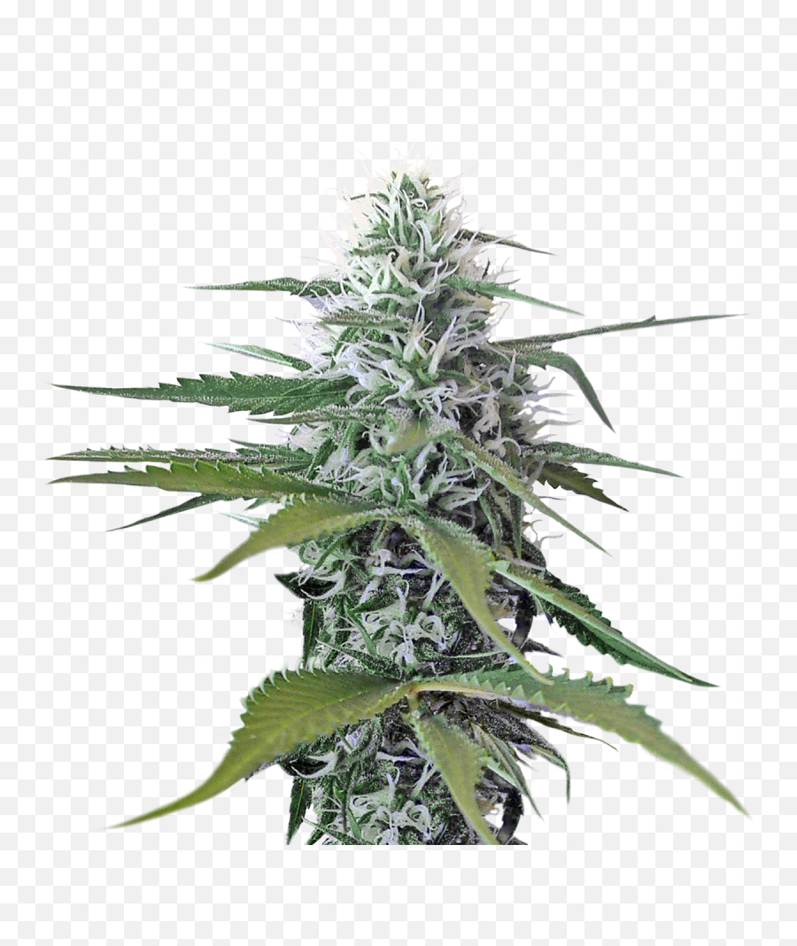 Cannabis Png Image - Transparent Weed Png,Weed Transparent Background