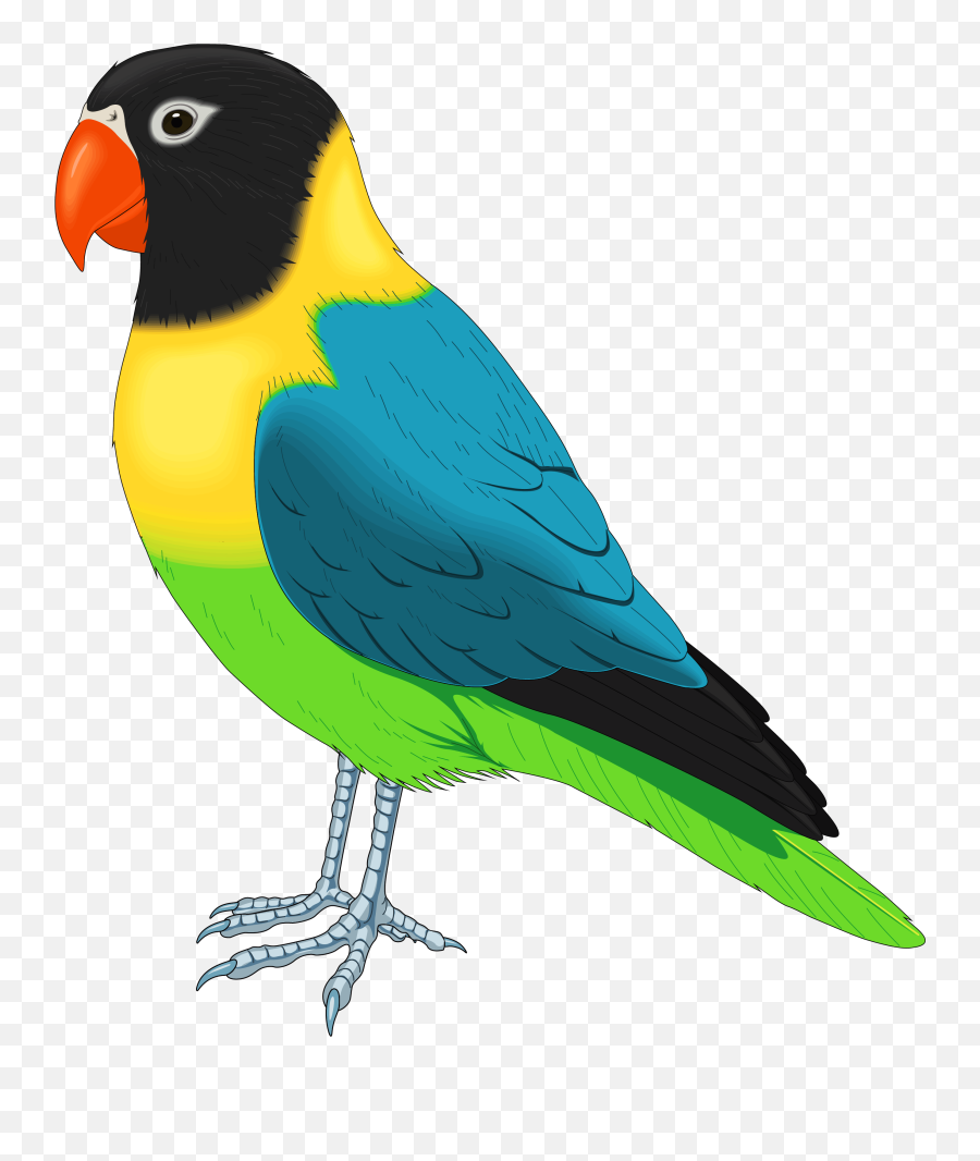 Parrot Colourful Transparent U0026 Png Clipart Free - Bird Clipart,Parrot Png