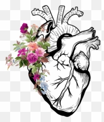 Heart Anatomy Tumblr Flower Flowers - Real Heart Drawing Png