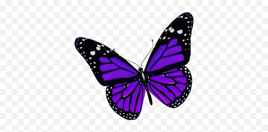 Download Purple Butterfly Png Image Hq - Purple Butterfly Transparent Background,Purple Butterfly Png