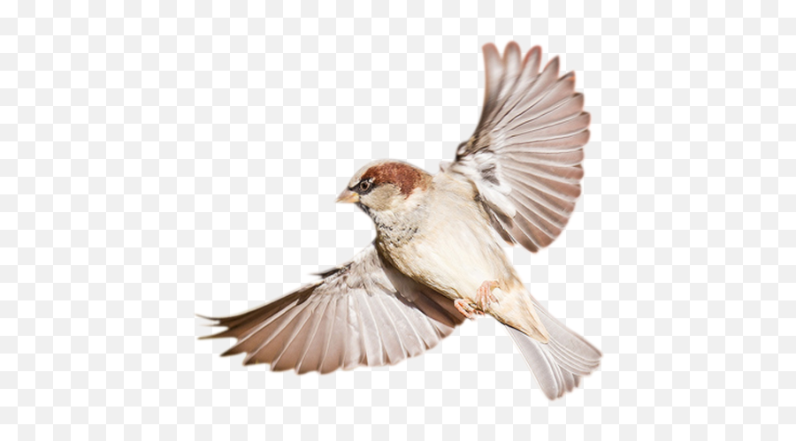 Bird Png - Sparrow Birds Png,Bird Flying Png