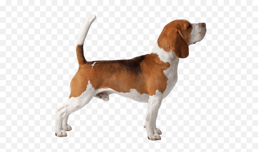 Beagle Vector Yoga Transparent Png - Beagle Running Transparent,Beagle Png