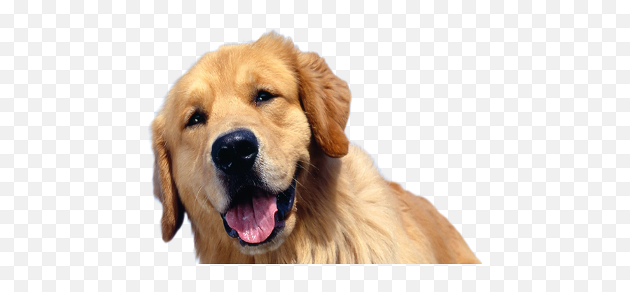 Golden Retriever Transparent Png - Male Golden Retriever Head,Cachorro Png