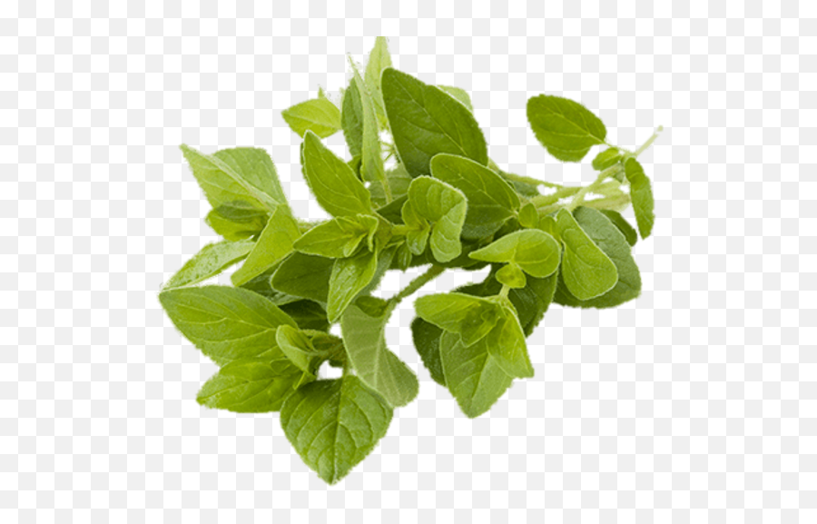 Basil Transparent Png - Transparent Background Basil Clipart Transparent,Basil Png