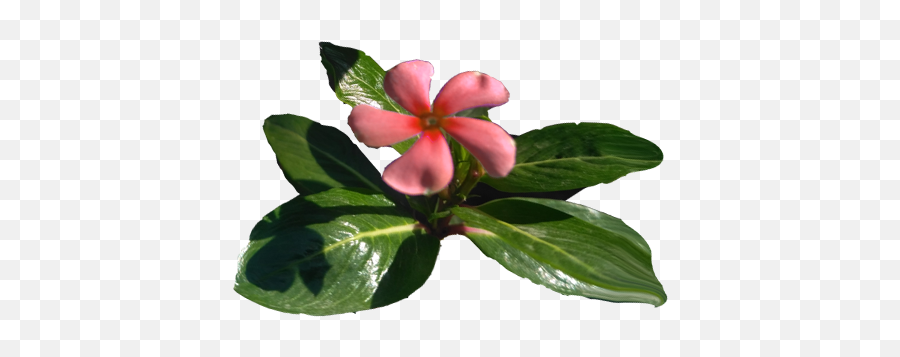 Flowers - Png Heartpngcom,Hawaiian Flower Png