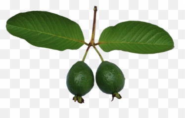 Free Photos Guava Png Search Download - Needpixcom Common Guava,Fruit Tree Png