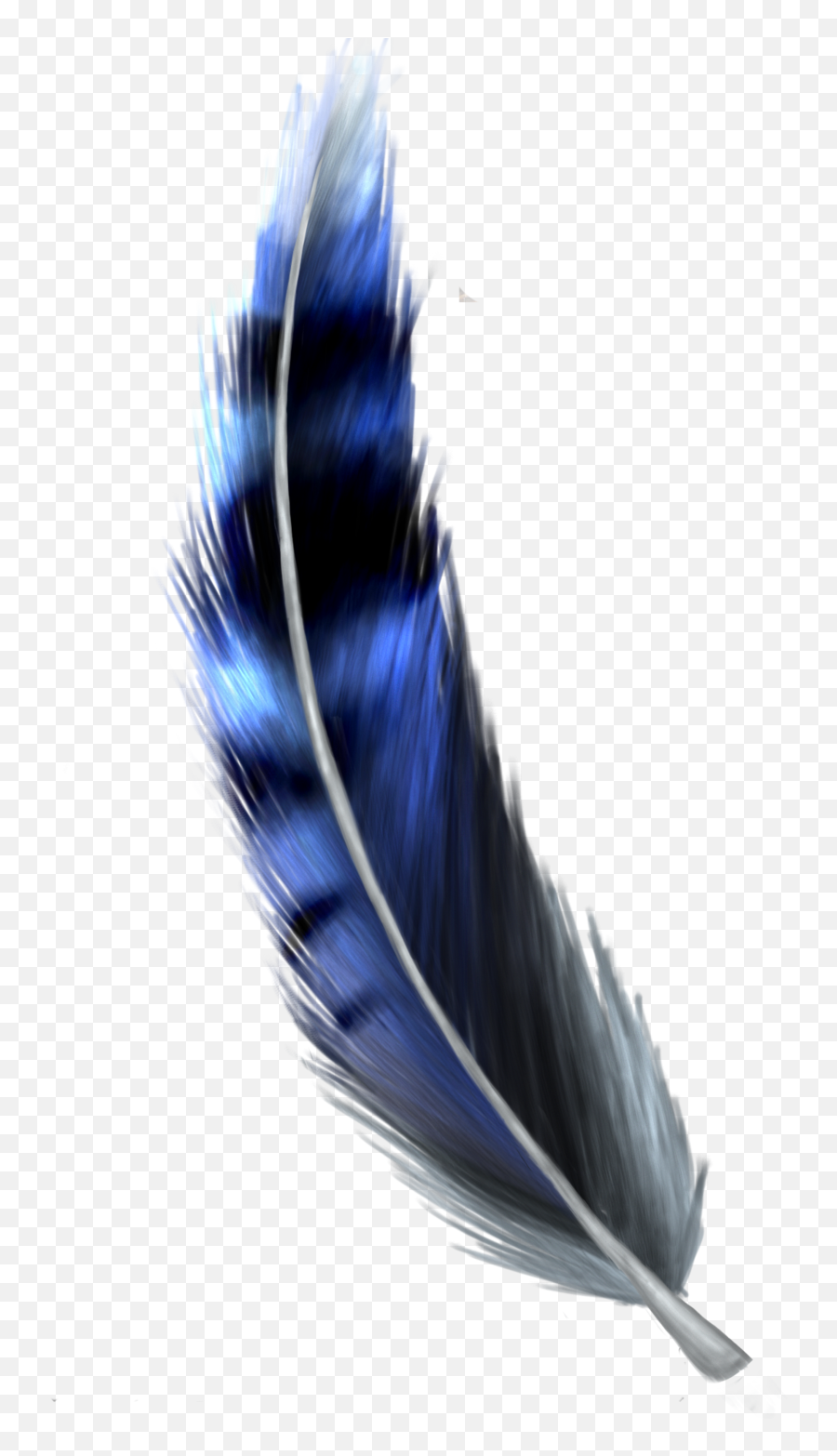 Download Hd Jay Feather Png - Blue Jay Feather Png Blue Jay Feather Png,Blue Jay Png