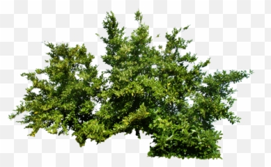Download Plants Png Transparent Picture - Bush