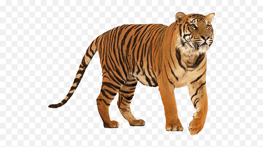 Tiger Transparent Png 5 Image - Tiger Transparent Background,Tiger Transparent