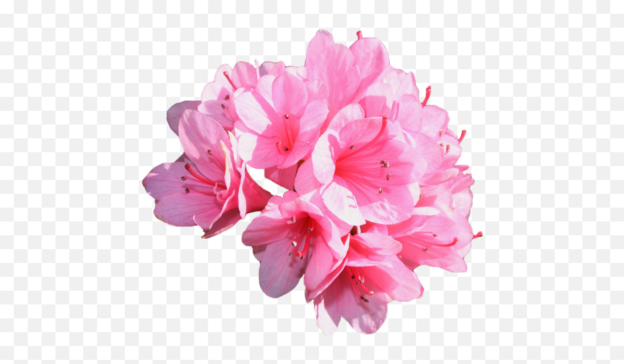 Azalea Transparent Png Image With No - Azalea Transparent,Azalea Png