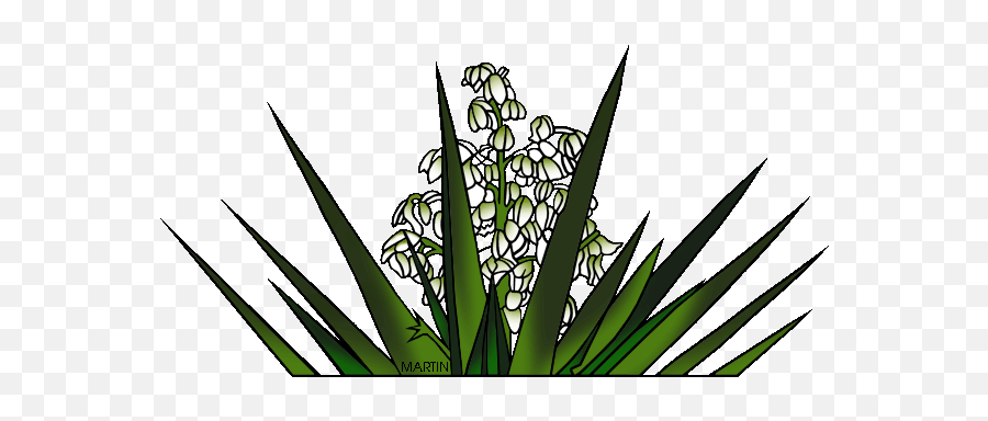 Download New Mexico State Flower Yucca - New Mexico New Mexico State Yucca Plant Png,Yucca Png