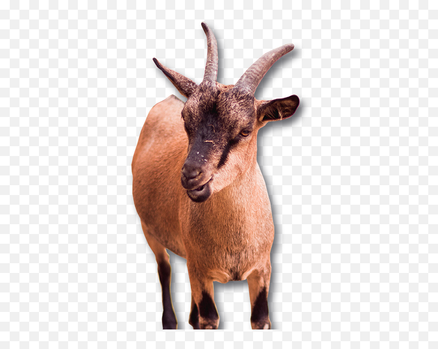 Goat Cattle Agriculture Livestock Price - Goat Png Download Goat Hd,Goat Png