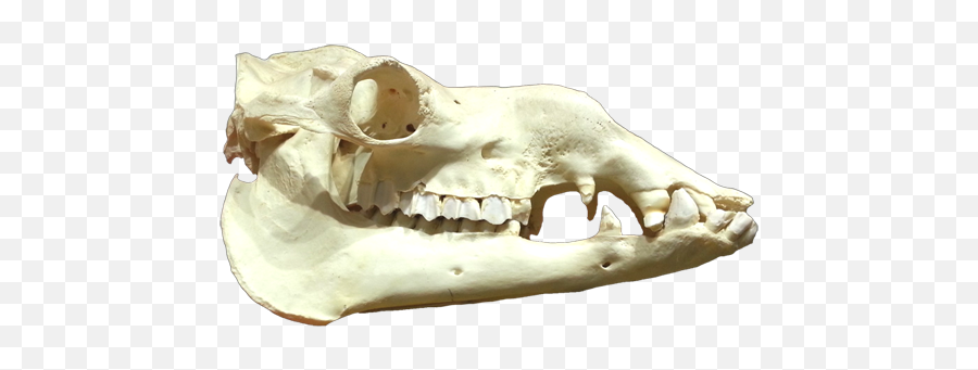 Cool Skull Clip Art And Funny - Animal Head Skeleton Png,Skulls Png