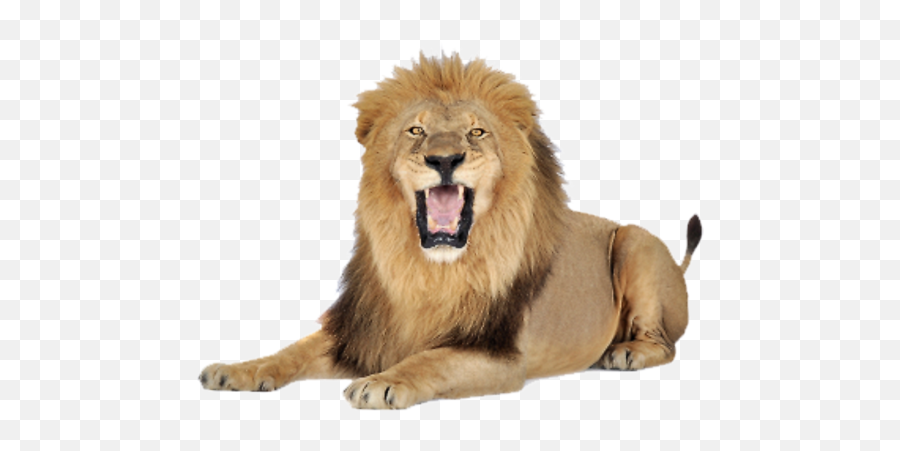 Lion Png Images Free Download Lions - Lion Png Hd,Lion Face Png
