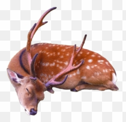 Sleeping Deer Transparent Png